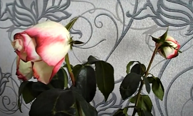 Зів'ялі квіти. Фото: скріншот YouTube-відео.