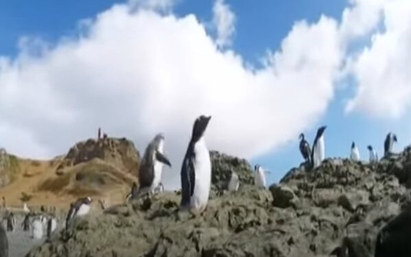 Антарктида. Фото: скриншот YouTube