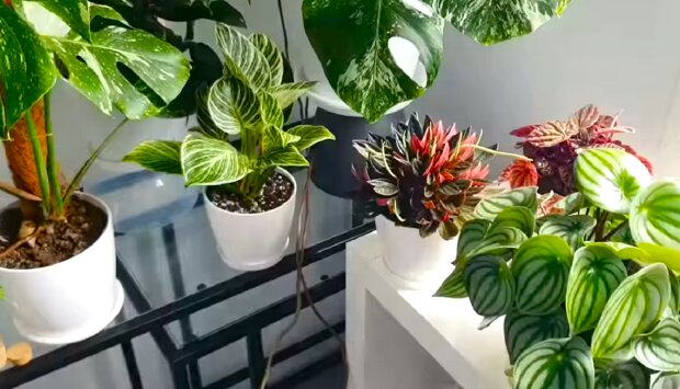 Кімнатні рослини. Фото: YouTube