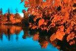Природа. Фото: YouTube, скрин