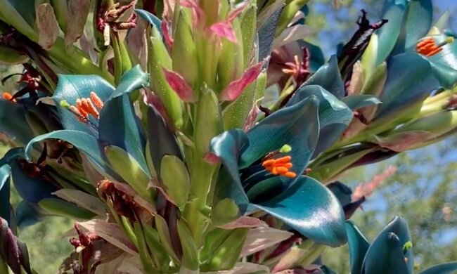 Цветы Сапфировой башни. Фото: скриншот YouTube