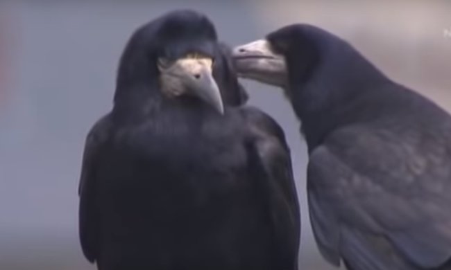 Вороны, скриншот YouTube