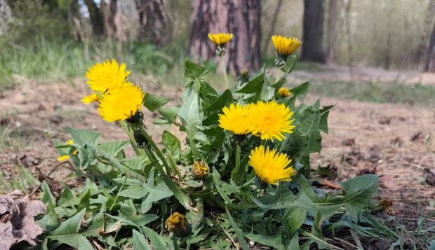 Спочатку +8, потім до +22: Діденко попередила про різкий стрибок температури в Україні