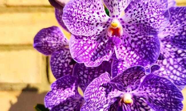 Орхідея. Фото: YouTube