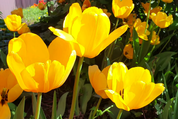 Синоптик Наталка Діденко попередили про погоду у неділю, 4 травня. Фото: YouTube