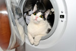 Котенок чуть не утонул в стиральной машине. Фото из открытых источников