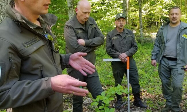 В Держекоінспекції розповіли, хто вирубує українські ліси