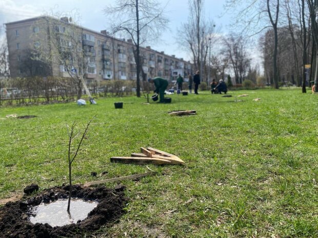 Держекоінспекція висадила близько 500 саджанців Дубів Шевченка