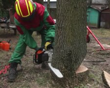 Українцям розповіли, де запастись дровами – від 819 грн за куб і навіть безкоштовно