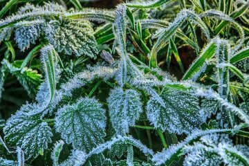 Изморозь. Фото: скриншот YouTube