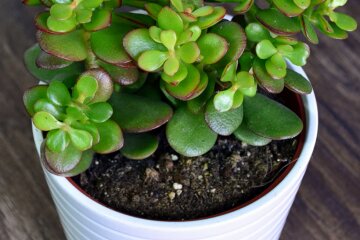 Комнатное растение. Фото: YouTube