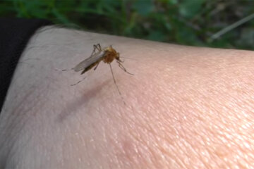 Укус комара. Фото: youtube.com