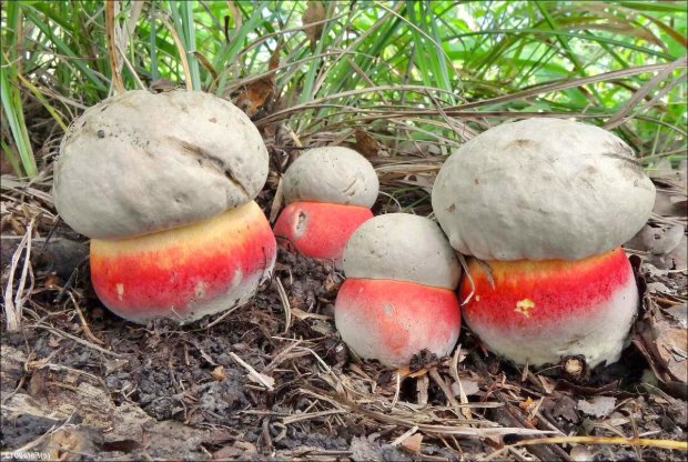 Простой тест в сезон грибов: сможете отличить белый гриб от сатанинского?