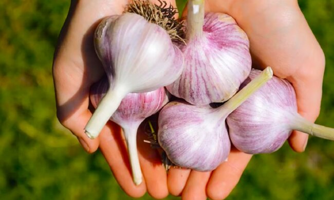 Часник. Фото: YouTube