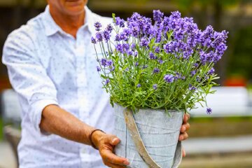 Лаванда. Фото: YouTube