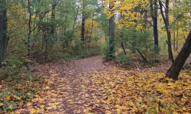 Сухо, сонячно, але холодно: синоптики попередили про погоду в Україні на завтра