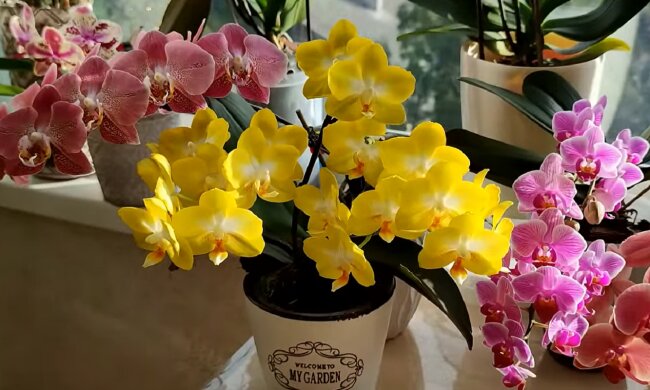 Орхидея. Фото: YouTube