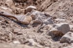 Ученые разгадали самую древнюю загадку инков: гигантские иероглифы на земле