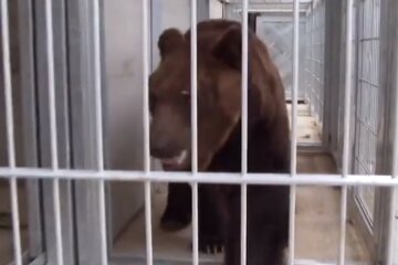 Медведь. Фото: скриншот YouTube-видео