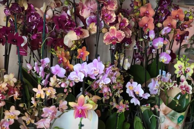 Орхидеи. Фото: скриншот YouTube-видео