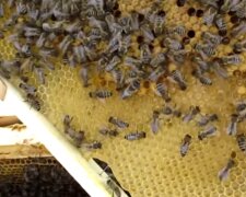 Бджоли. Фото: скріншот YouTube-відео
