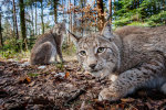 В лесах Чернобыля обнаружили необычную рысь