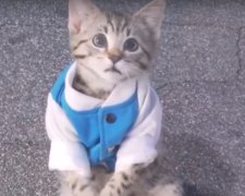 В интернете появилось фото трудоустроенного кота. Фото: Кот Prince Michael