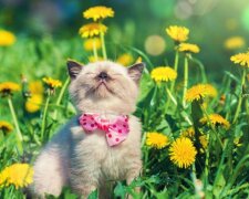 Погода, весна, потепління. Фото: Стіна