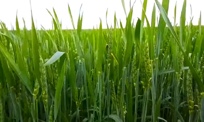 Пшеница. Фото: YouTube