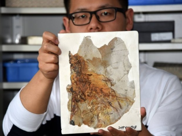 Археологи откопали загадочного крылатого монстра Юрского периода: совершенно новый вид