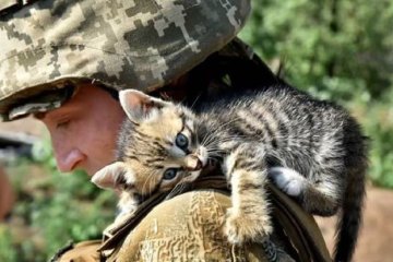 Кот на войне. Фото: скриншот  Nikopolnews.