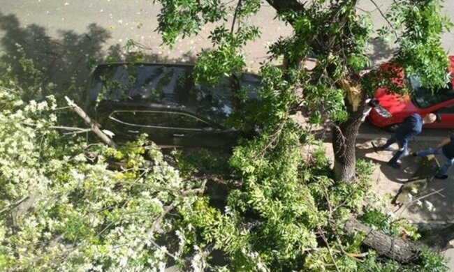 Заново родился: в Киеве дерево рухнуло на тротуар, мурашки по коже
