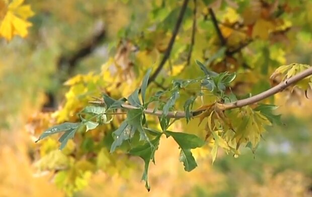 Листья. Фото: скриншот YouTube-видео