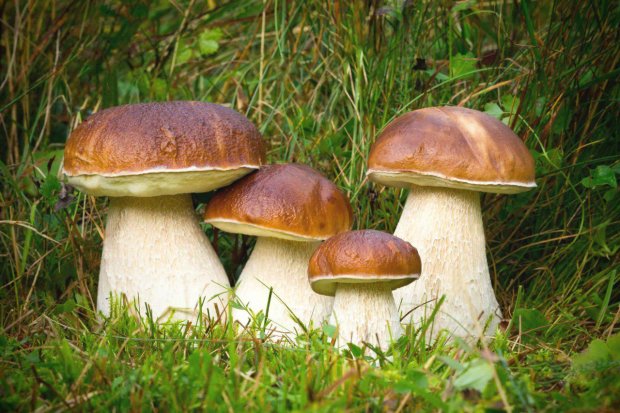 10 правил грибника, о которых необходимо помнить при сборе и обработке грибов