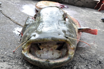 Телега мяса, воз костей: на Черниговщине выловили гигантского сома, фото