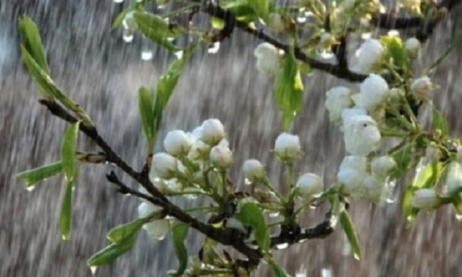 В Украине пройдут дожди с грозами. Фото: скриншот YouTube