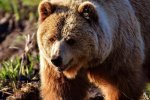 Россиянин решил откусить медведю "самое ценное" за то, что тот напал на него