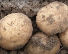 Огородники на низькому старті: коли і як правильно посадити картоплю, щоб вистачило на весь рік
