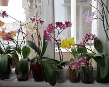 Орхидея. Фото: youtube.com