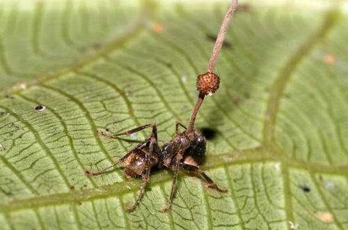 В Сети показали, как муравьи превращаются в зомби: опубликовано видео