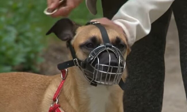 Выгул собак. Фото: скриншот Youtube-видео