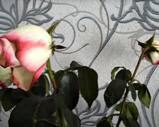 Увядшие цветы. Фото: скриншот YouTube-видео.
