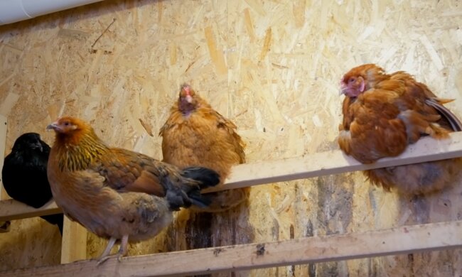 Кури. Фото: скріншот YouTube-відео