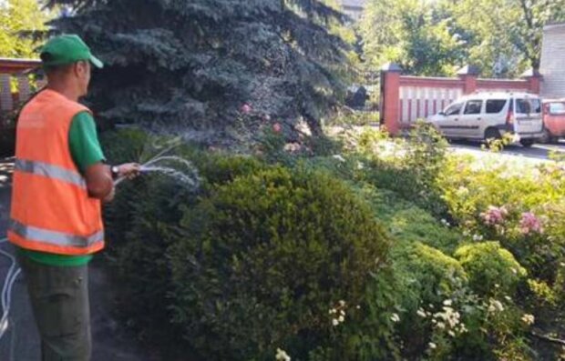 В Киеве в жару поливают клумбы: стало известно, кто за это платит
