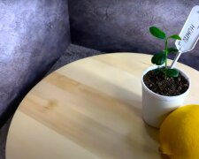 Как вырастить лимон из косточки. Фото: YouTube