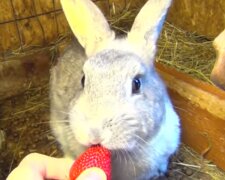 Сеть покорило видео с кроликом, поедающим клубнику. Фото: скриншот YouTube