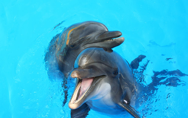 Ученые совершили масштабное разоблачение сущности дельфинов