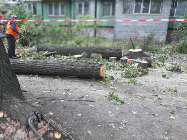 В Днепре массово уничтожают деревья, люди возмущены: "Это колоссальный удар"