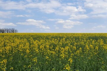 Природа навесні. Фото: Стіна