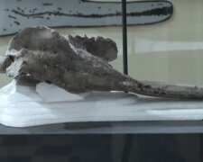 Останки зубатого кита. Фото: скриншот youtube.com